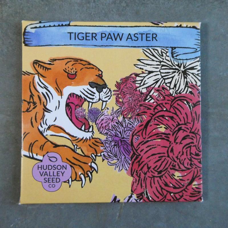 TIGER PAW ASTER,13410