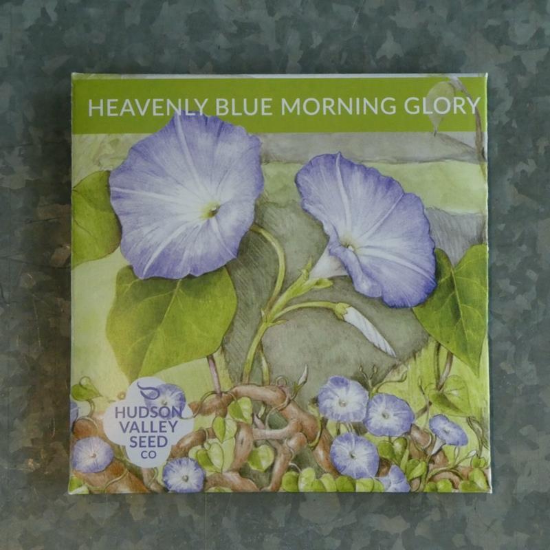 HEAVENLY BLUE MORNING GLORY,HUDSON VALLEY SEEDS,50550