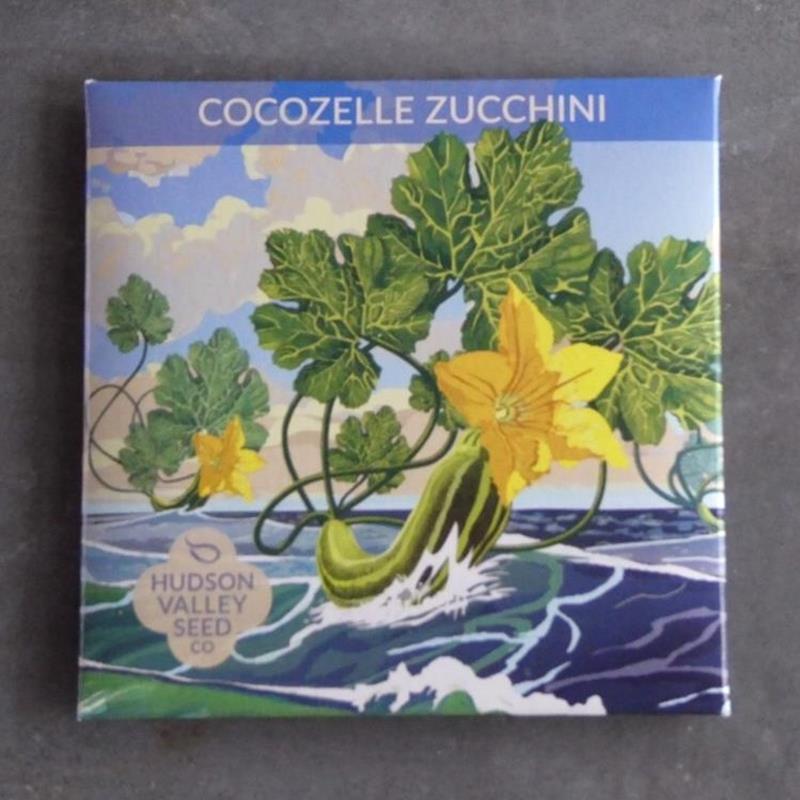 COCOZELLE ZUCCHINI,HUDSON VALLEY SEEDS,10730