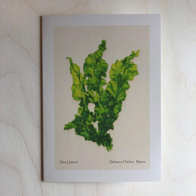 SEA LETTUCE CARD,EBB TIDE IMPRESSIONS,EBB TIDE IMPRESSIONS