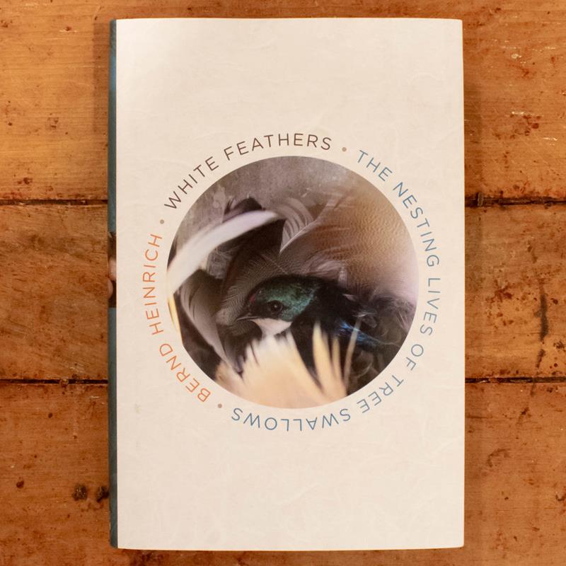 WHITE FEATHERS: THE NESTING LIVES OF TREE SWALLOWS,HOUGHTON MIFFLIN,9781328604415