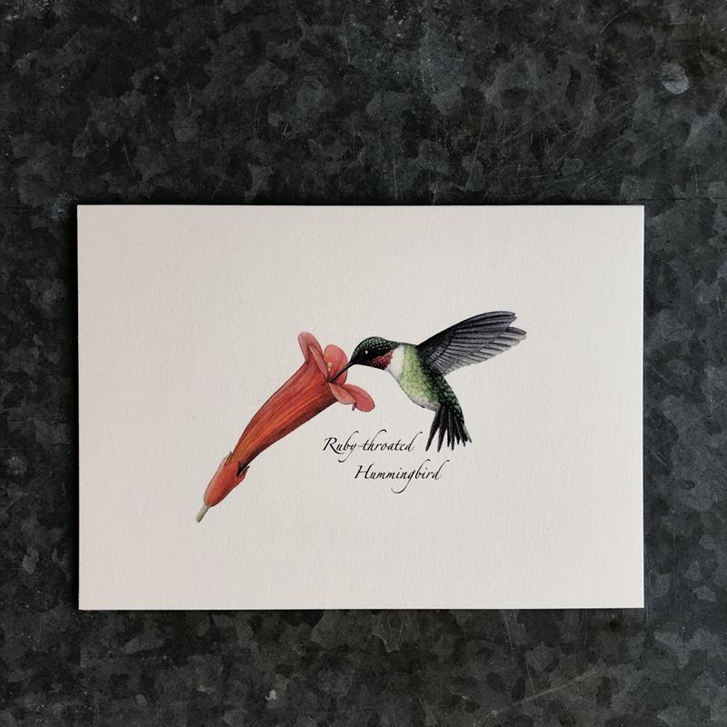 RECYCLED BOXED NOTECARDS: HUMMINGBIRD AND FLOWER,EARTH SKY AND WATER,NC-202
