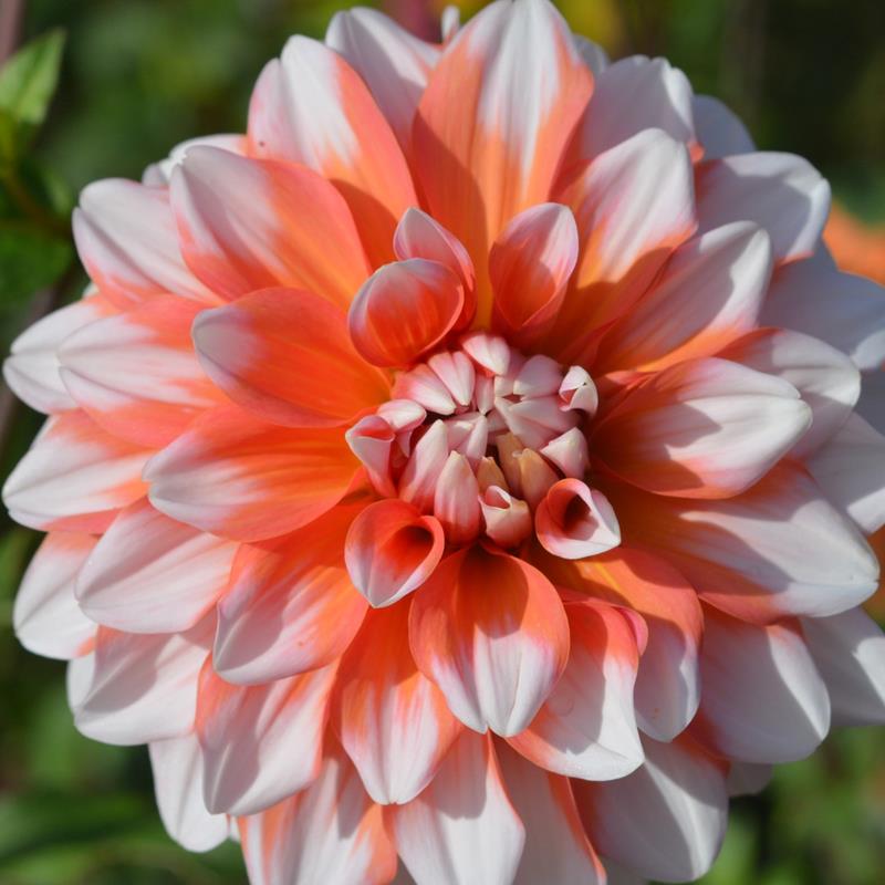 DAHLIA: A LA MODE,CMBG HORTICULTURAL DEPARTMENT