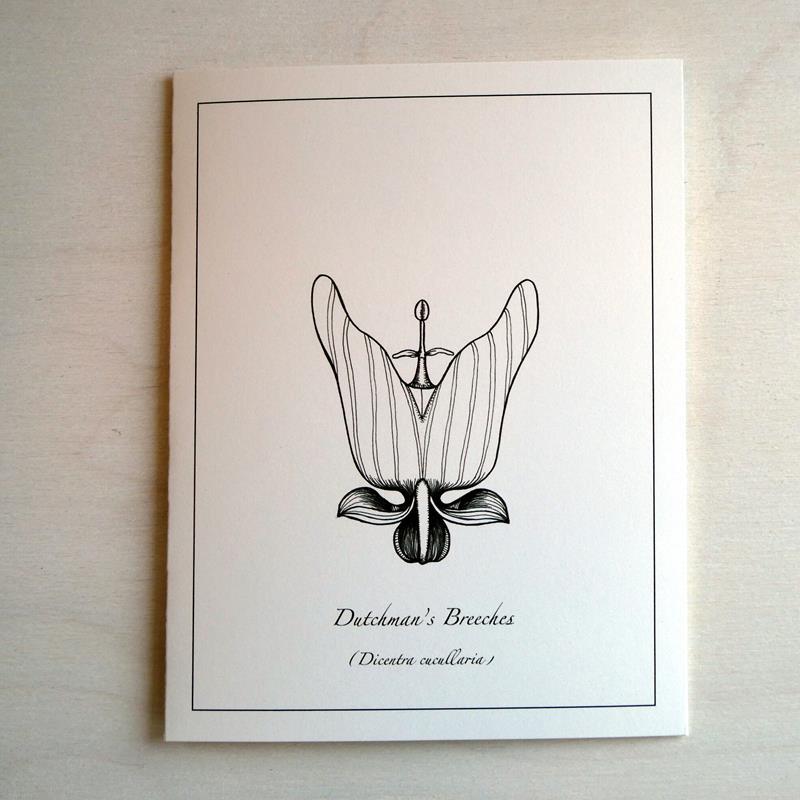 FLORA OF MAINE CARD: DUTCHMAN'S BREECHES,ISABELL ZOE CIOLFI,ISABELLA  ZOE CIOLFI