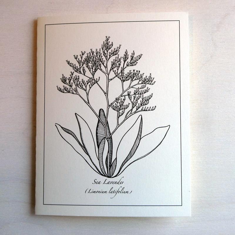 FLORA OF MAINE CARD: SEA LAVENDER,ISABELL ZOE CIOLFI,ISABELLA  ZOE CIOLFI