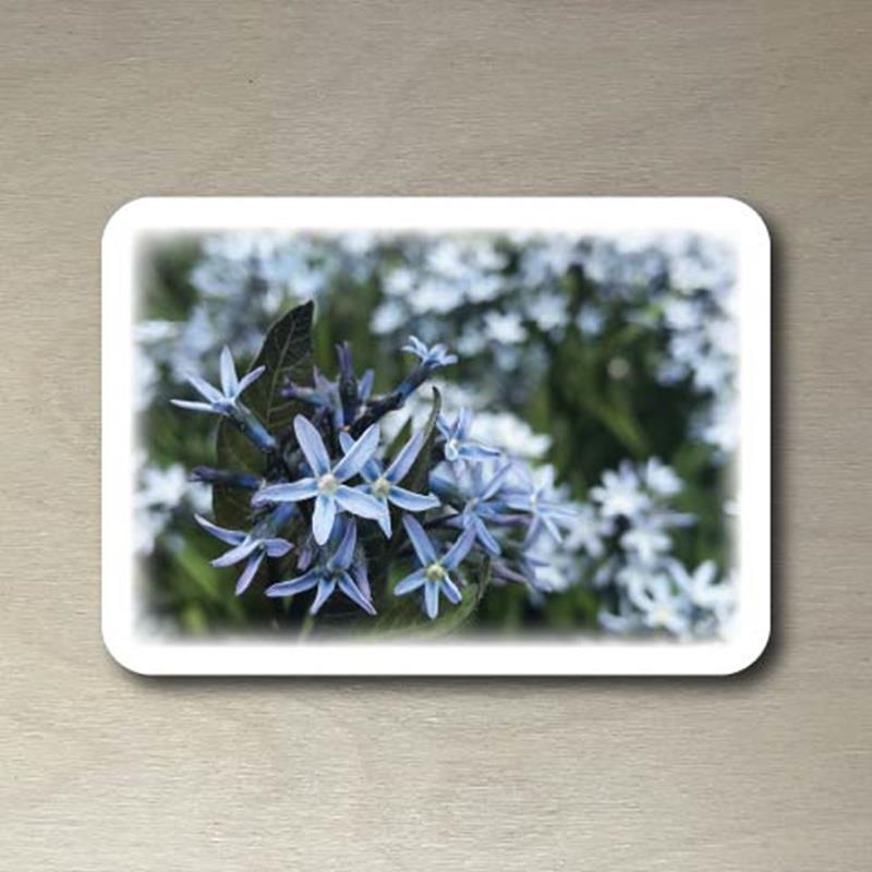 CMBG POSTCARD: BLUE STAR,CMBG,TPI SOLUTIONS INK