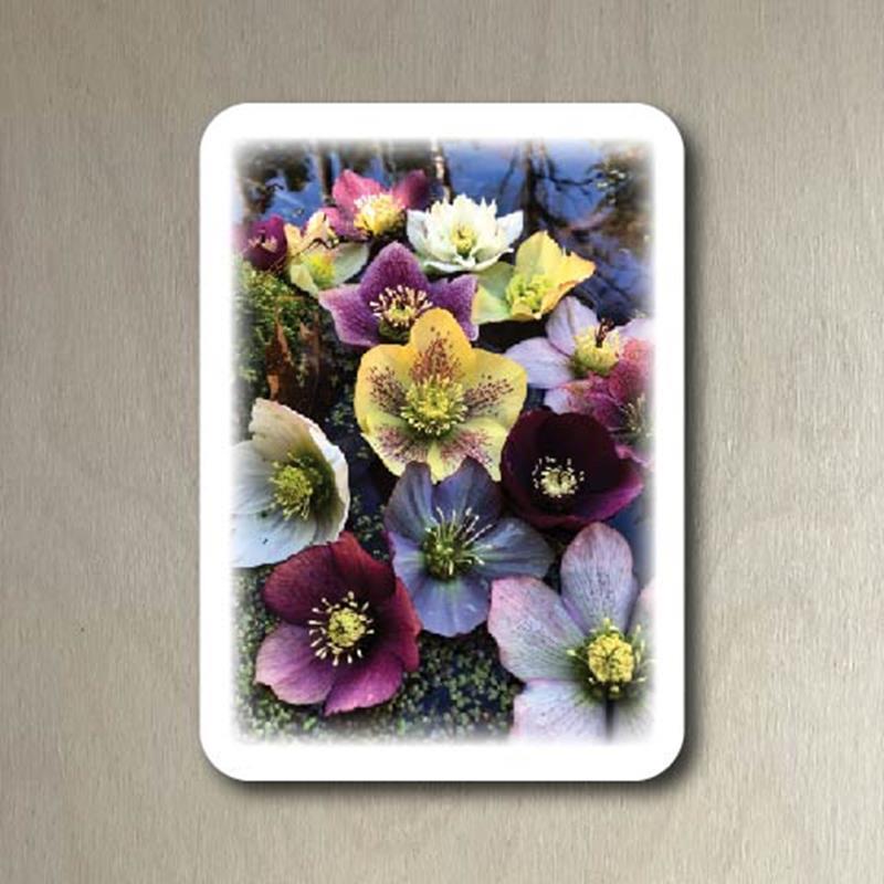 CMBG POSTCARD: MANY HELLEBORES,CMBG,TPI SOLUTIONS INK
