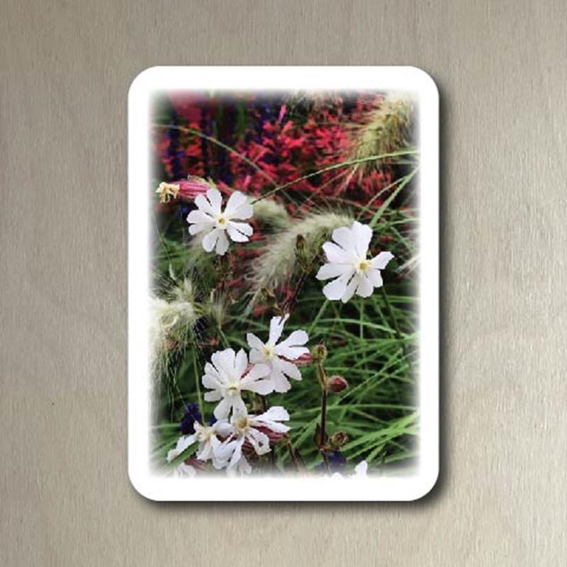 CMBG POSTCARD: MIXED BLOOMS AND GRASSES,CMBG,TPI SOLUTIONS INK