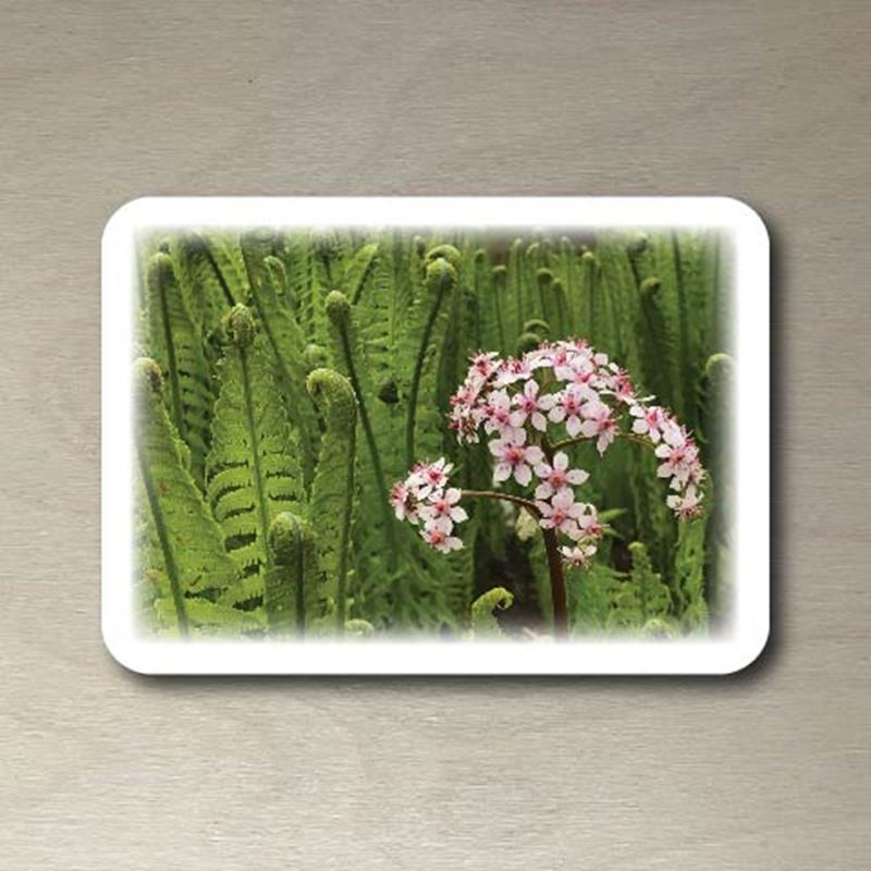 CMBG POSTCARD: OSTRICH FERN,CMBG,TPI SOLUTIONS INK