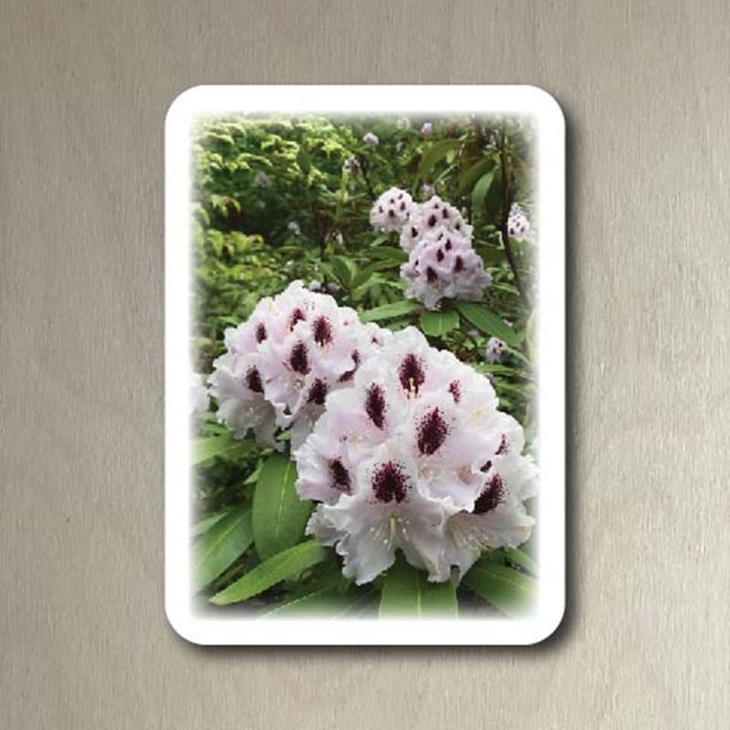 CMBG POSTCARD: RHODODENDRON,CMBG,TPI SOLUTIONS INK