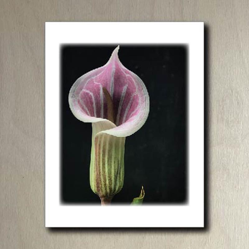 CMBG FOLDING CARD: COBRA LILY,CMBG,TPI SOLUTIONS INK
