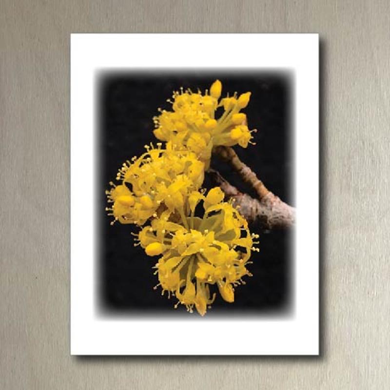 CMBG FOLDING CARD: CORNELIAN CHERRY,CMBG,TPI SOLUTIONS INK