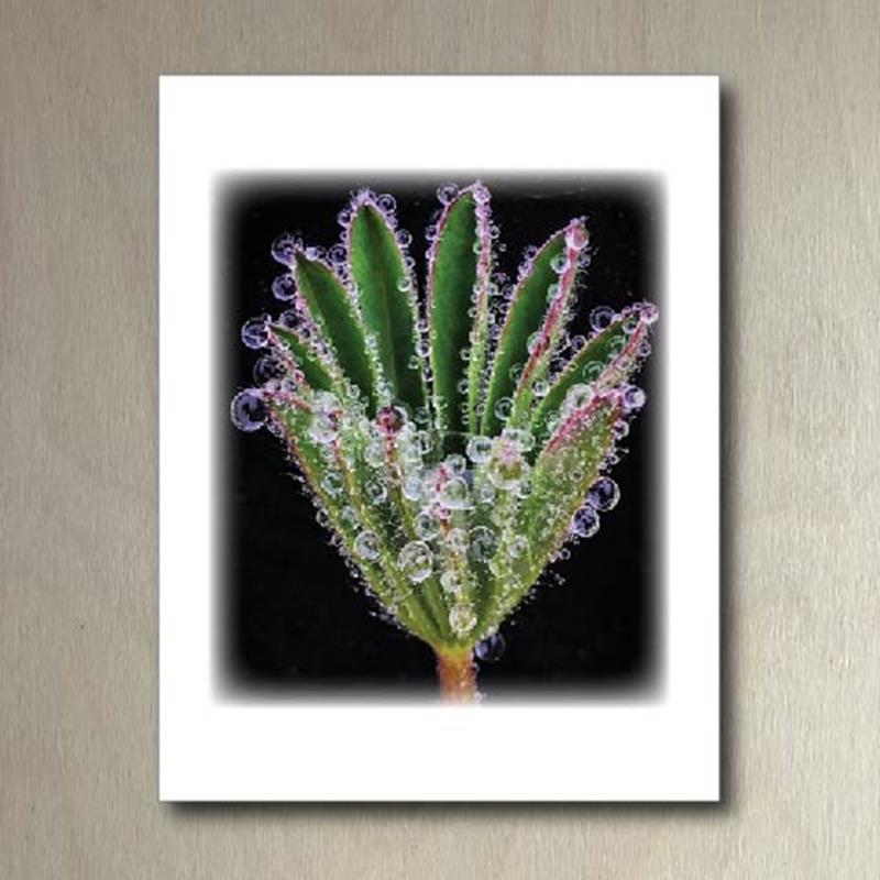CMBG FOLDING CARD: LARGE LEAF LUPINE,CMBG,TPI SOLUTIONS INK