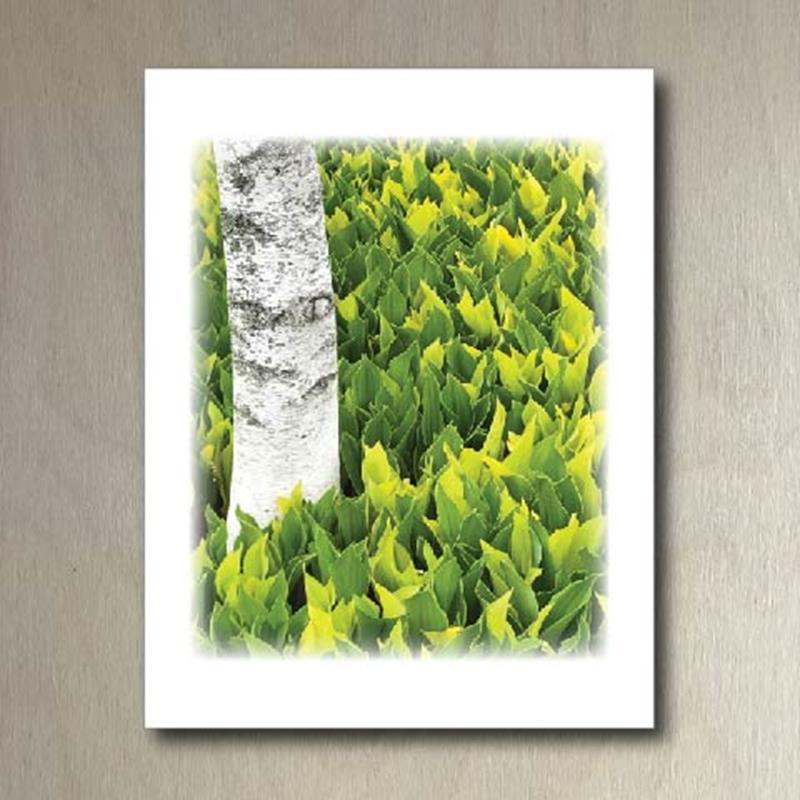 CMBG FOLDING CARD: WHITESPIRE BIRCH,CMBG,TPI SOLUTIONS INK