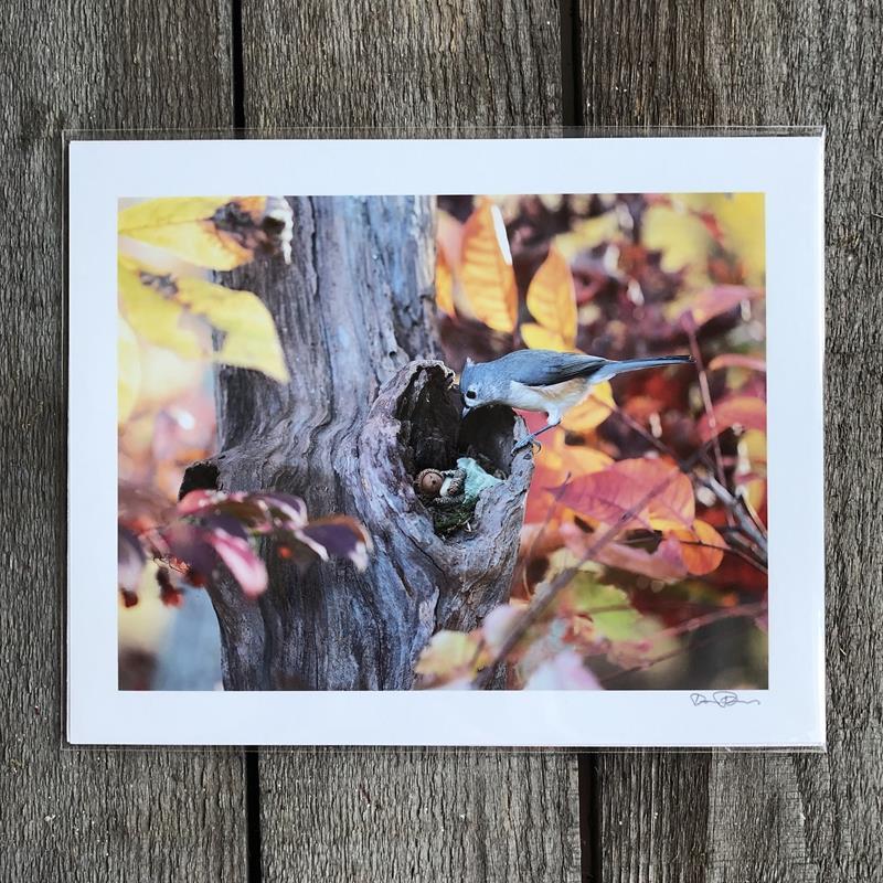 NAP NOOK PRINT,DAVID M BIRD,DAVID M BIRD